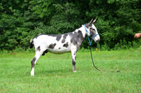 AJB_0823