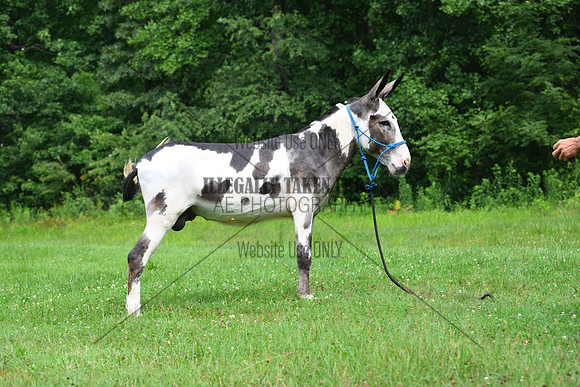 AJB_0823