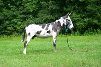 AJB_0824