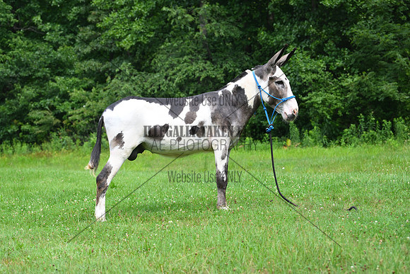 AJB_0824