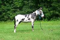 AJB_0825