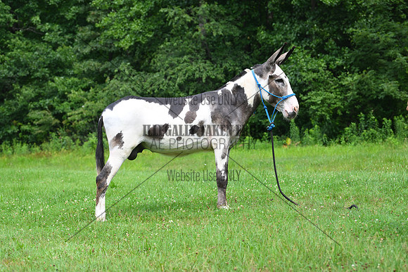 AJB_0825