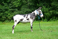 AJB_0826