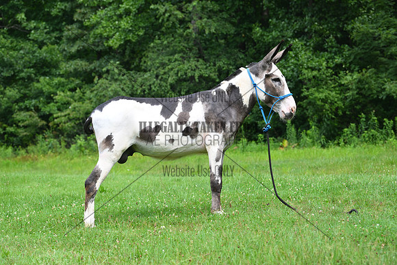 AJB_0826