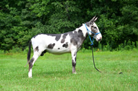 AJB_0827