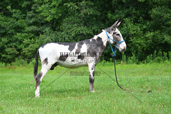 AJB_0827