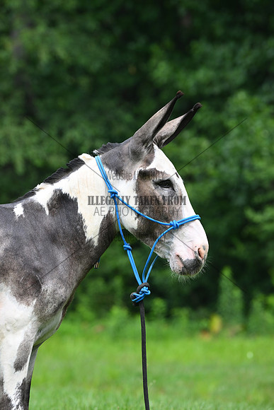 AJB_0828