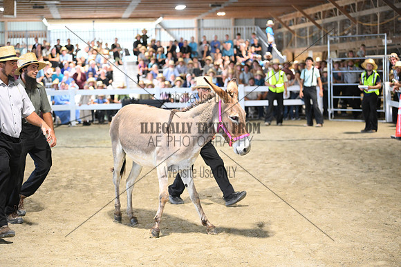 AJB_9217