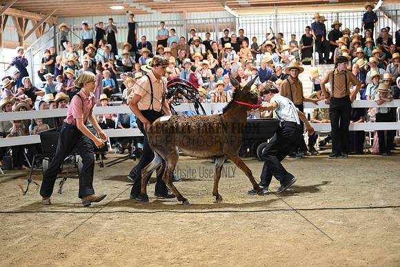 AJB_9352