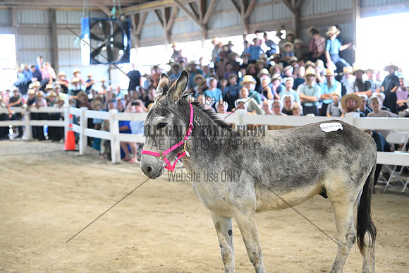 AJB_9359