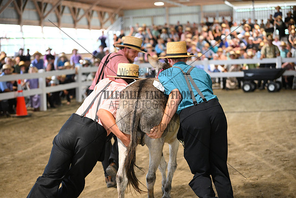 AJB_9508