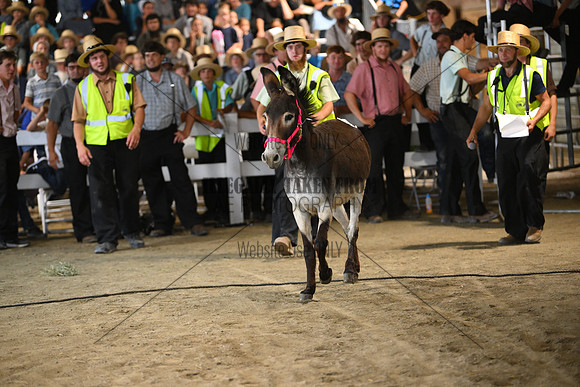 AJB_9599