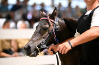 AJB_2013