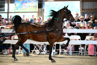 AJB_1145