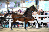 AJB_1154