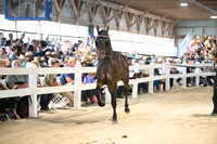 Lot 43