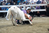 Lot 5