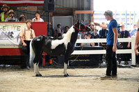 AJB_1589