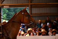 AJB_1803