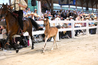 Lot 95