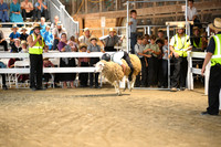 Sheep Riding