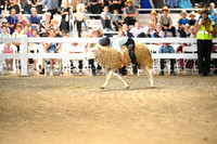 AJB_8903