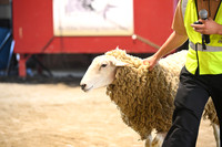 AJB_8910