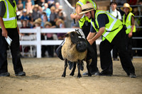 AJB_8915