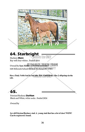 Pony Sale Catalog36
