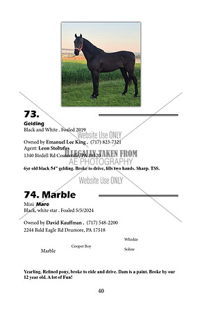 Pony Sale Catalog40