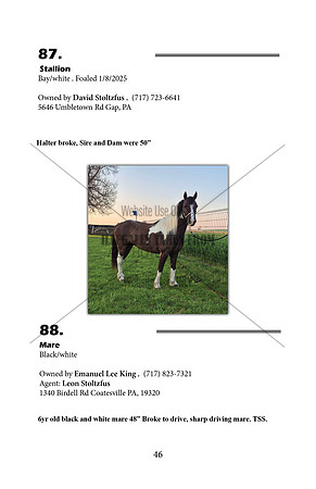 Pony Sale Catalog46