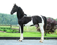 paintcolt_7045