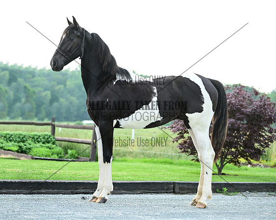 paintcolt_7045