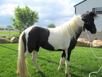 Blaze_ (1)