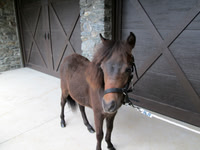 Brownie (1)