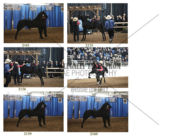 Lot 85