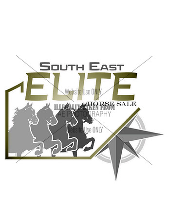 Southeastelite-horse sale