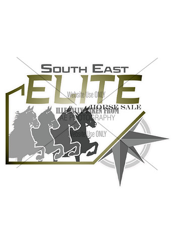 Southeastelite-horse sale