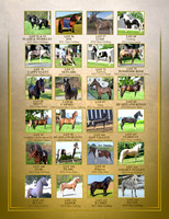 Page 2-ponies