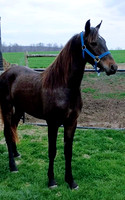 Pony Consignments