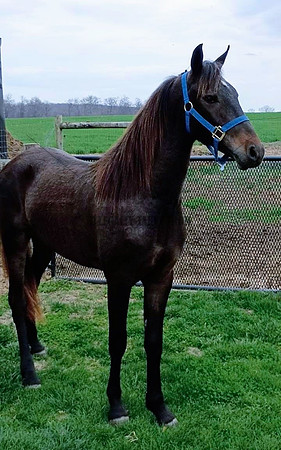 2 yr old friesan cross gelding-lot 43