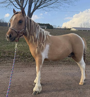 2 yr old palomino paint gelding - lot 57