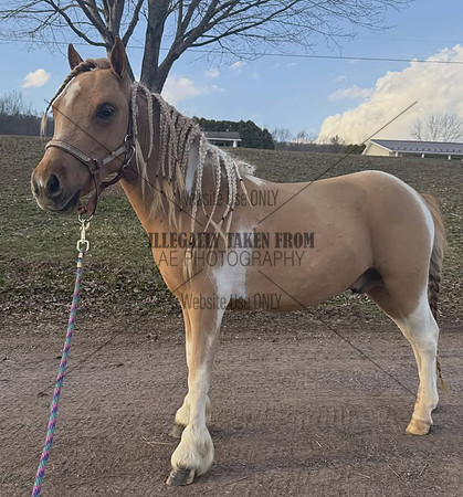 2 yr old palomino paint gelding - lot 57