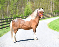 7 yr gelding -lot 121