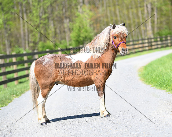 7 yr gelding -lot 121