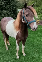 9 yr old mare-lot 48