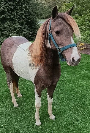 9 yr old mare-lot 48