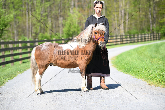 7 yr gelding -lot 121