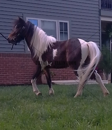 Eli Beiler 2 yr old brown and white paint stallion - lot 50