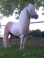 Eli Beiler 9 yr old palomino paint stallion- LOT 119